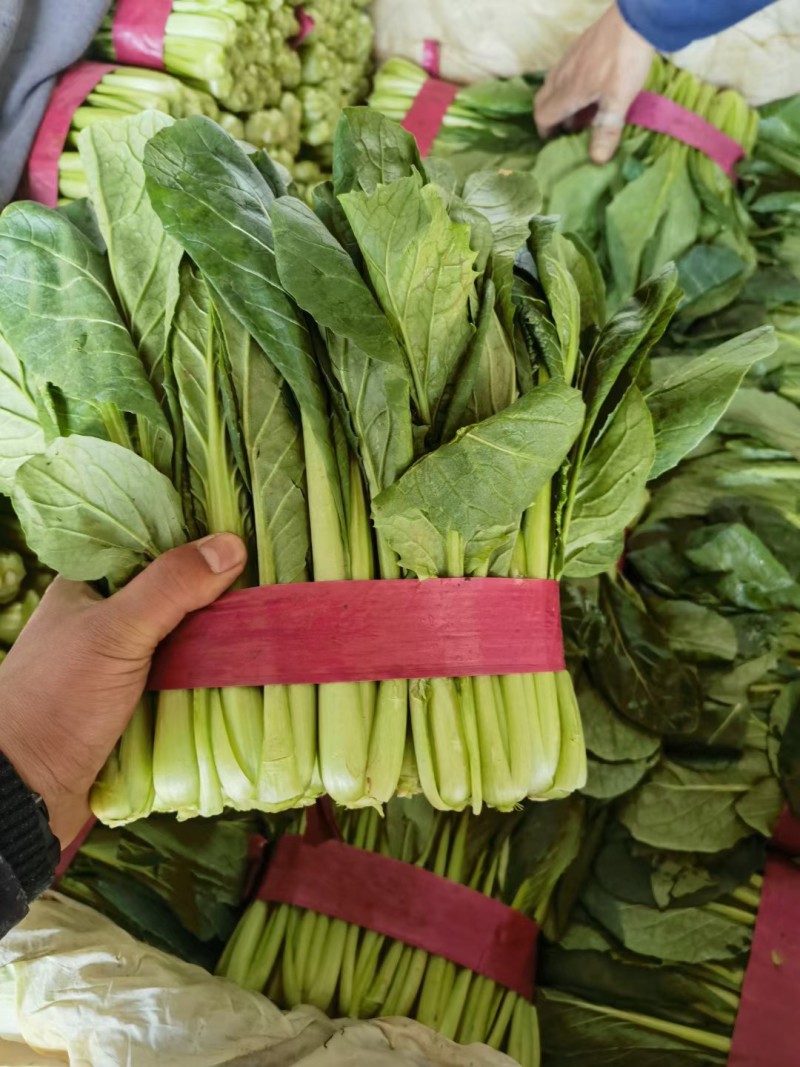 小白菜河北大棚青小白菜，承接商超社团配配货品种齐全