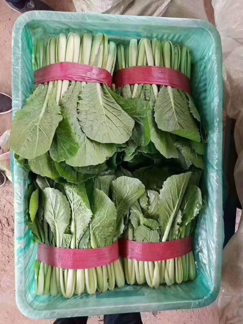 小白菜河北大棚青小白菜，承接商超社团配配货品种齐全
