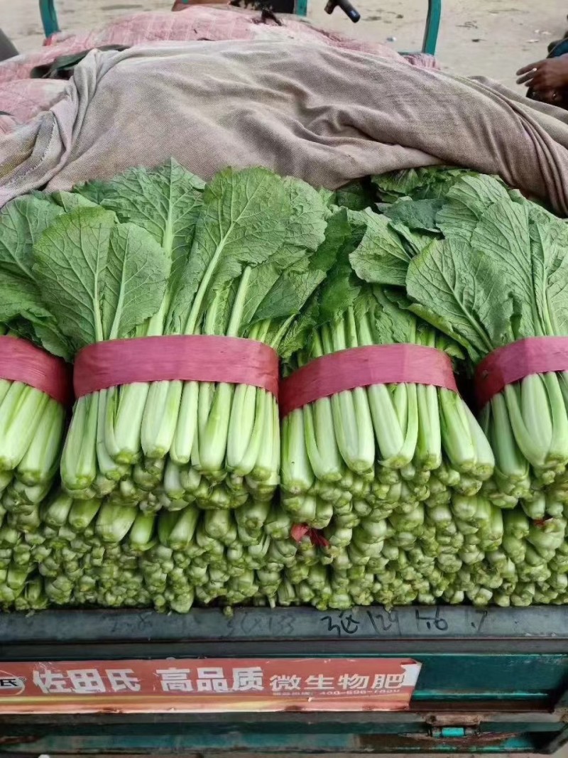 小白菜河北大棚青小白菜，承接商超社团配配货品种齐全