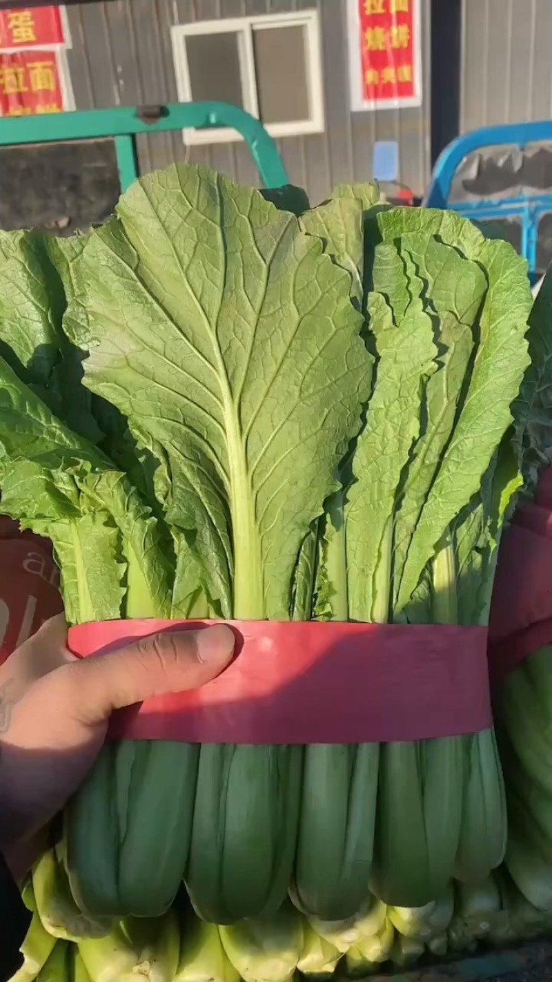 小白菜河北大棚青小白菜，承接商超社团配配货品种齐全