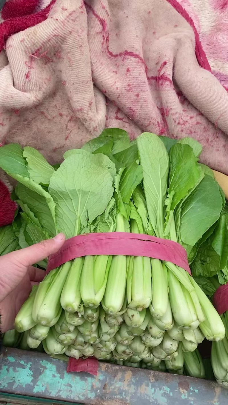 小白菜河北大棚青小白菜，承接商超社团配配货品种齐全