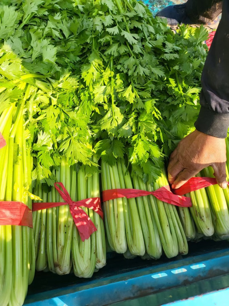 西芹法国皇后芹菜承接商超社团配货代收代发代加工