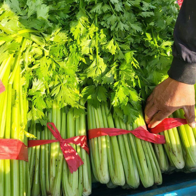 西芹法国皇后芹菜承接商超社团配货代收代发代加工