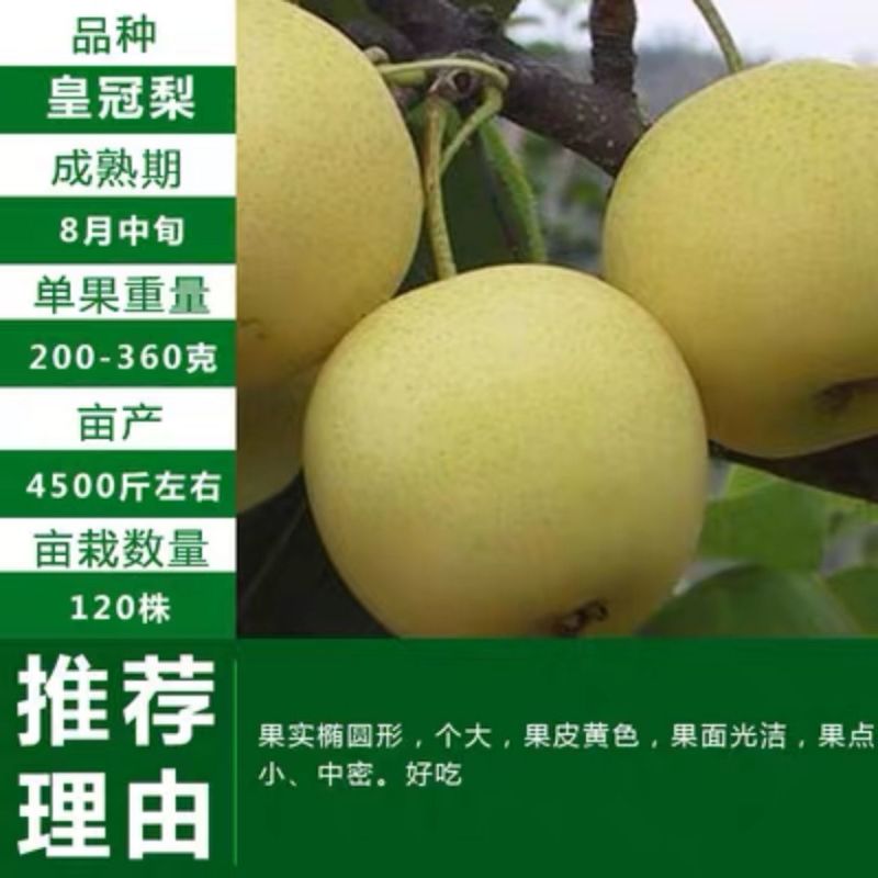 梨树皇冠梨树