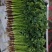 香菜精品铁杆青香菜大叶小叶规格齐全承接商超代收