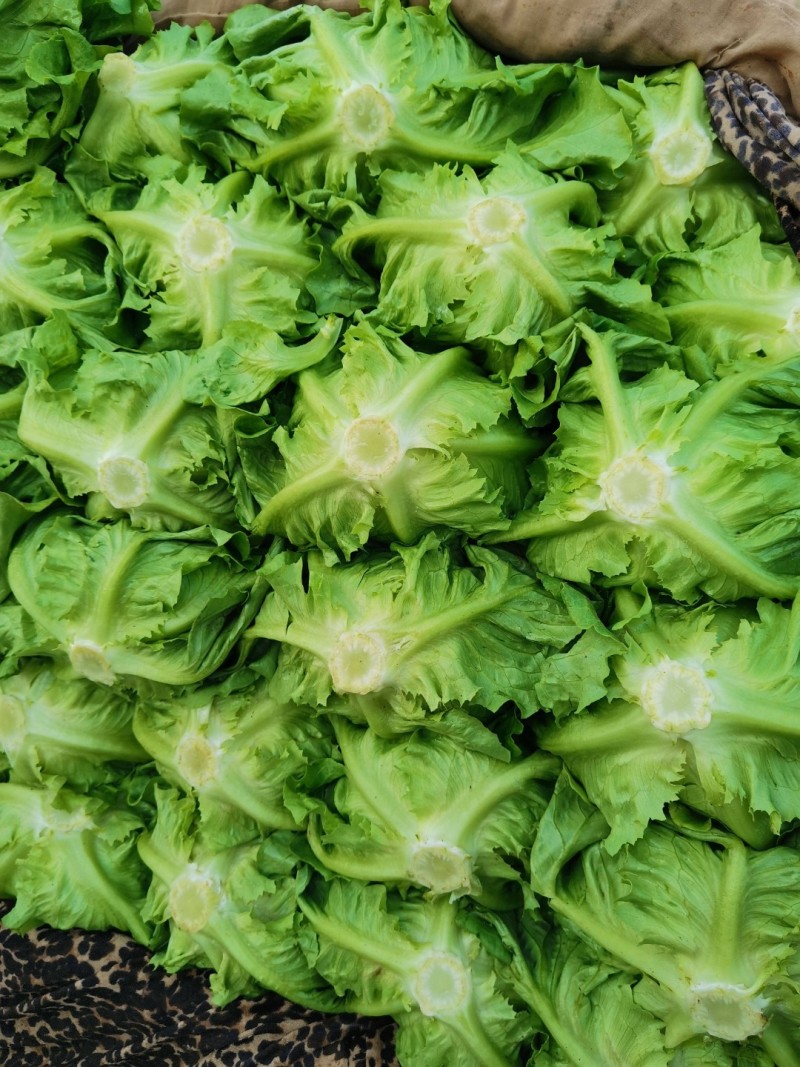 意大利生菜生菜球精品生菜配货品种全货源足