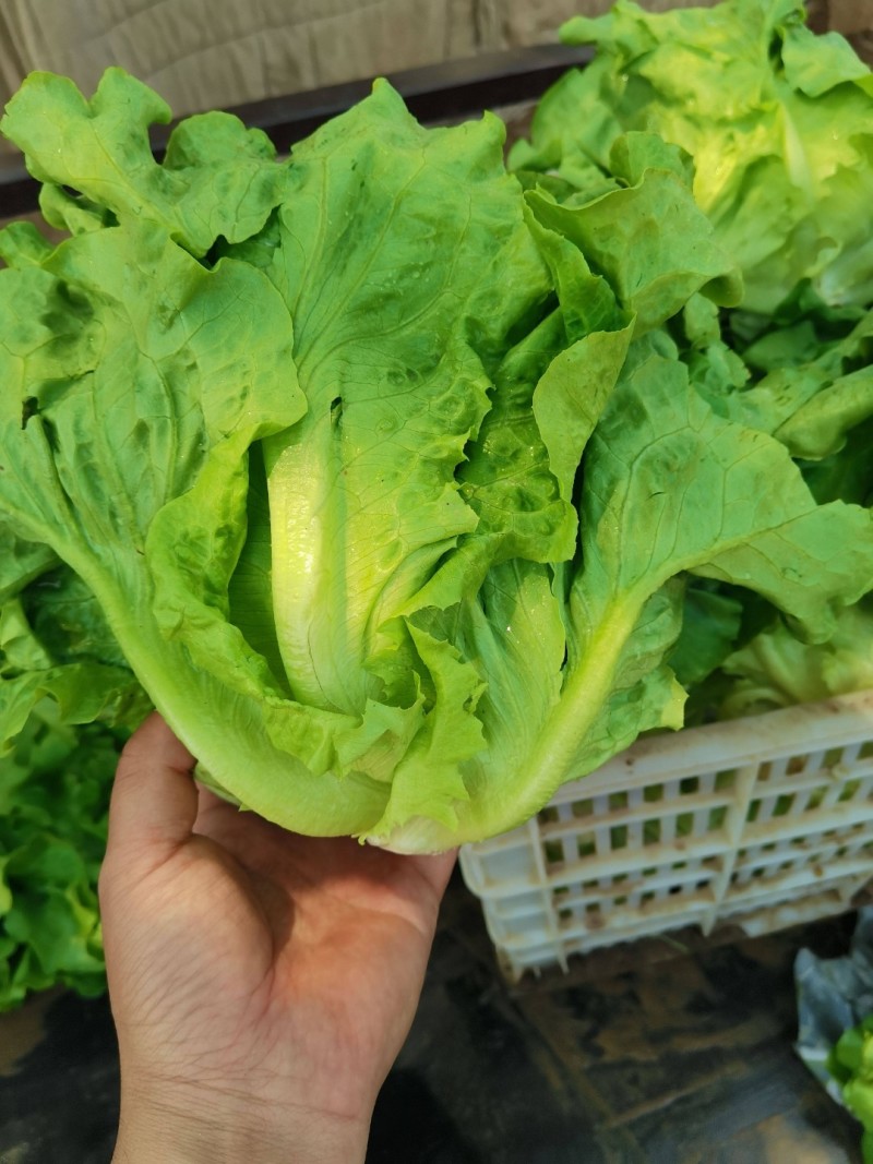 意大利生菜生菜球精品生菜配货品种全货源足