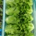 意大利生菜生菜球精品生菜配货品种全货源足