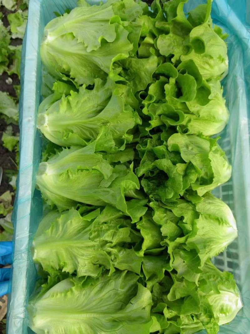 意大利生菜生菜球精品生菜配货品种全货源足