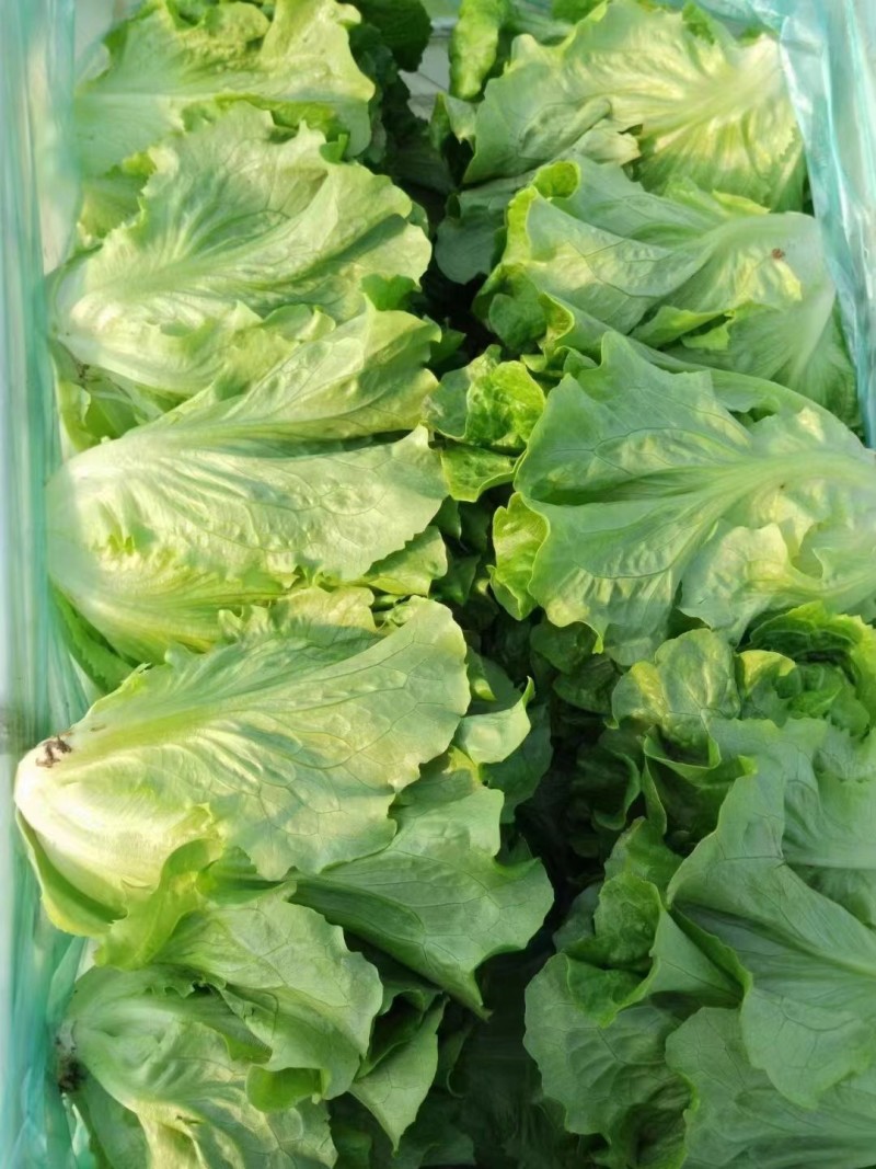 意大利生菜生菜球精品生菜配货品种全货源足
