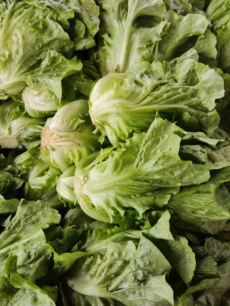 意大利生菜生菜球精品生菜配货品种全货源足
