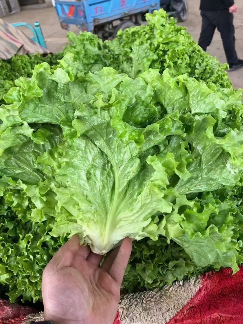 意大利生菜生菜球精品生菜配货品种全货源足