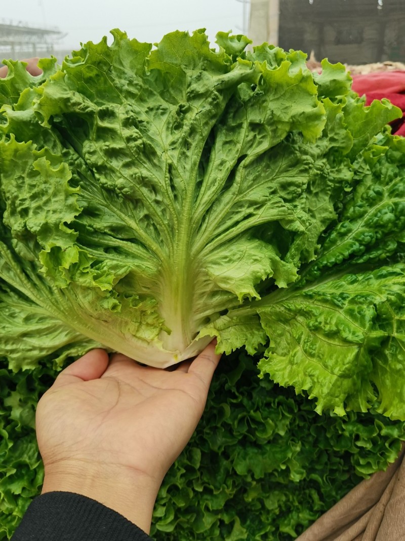 意大利生菜生菜球精品生菜配货品种全货源足