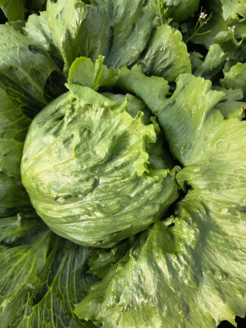 意大利生菜生菜球精品生菜配货品种全货源足