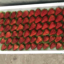 九九草莓🍓