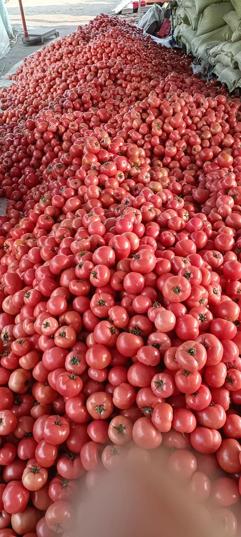 临沂兰陵西红柿硬粉西红柿大小都有口感鲜甜蜜蜂授粉小时候的味道