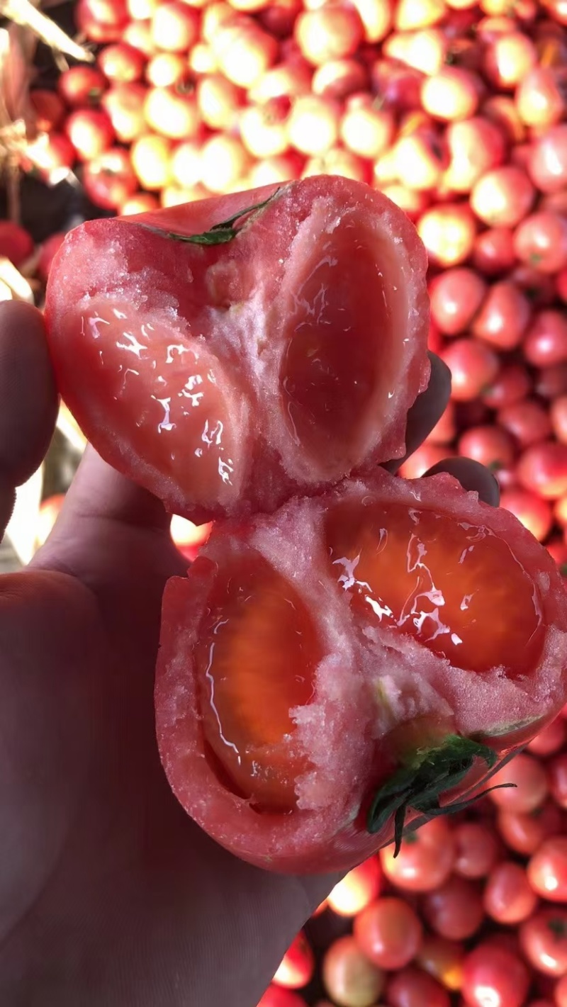 临沂兰陵西红柿硬粉西红柿大小都有口感鲜甜蜜蜂授粉小时候的味道