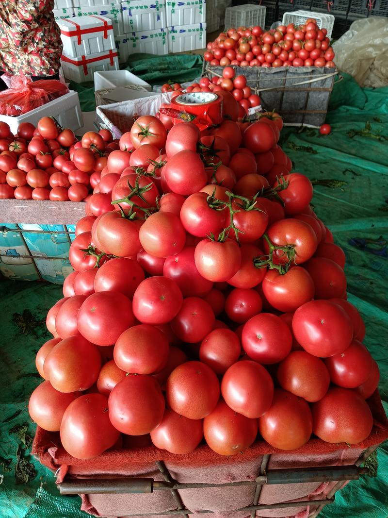临沂兰陵西红柿硬粉西红柿大小都有口感鲜甜蜜蜂授粉小时候的味道