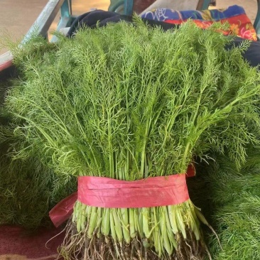 小茴香精品茴香菜茴香苗菜商超配菜代收代发代加工