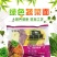伊麦客五色蔬菜面半干面胡萝卜紫薯菠菜南瓜速煮面火锅面蔬菜
