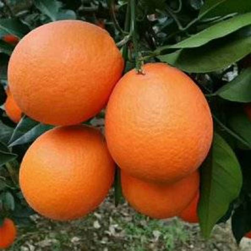 纽荷尔脐橙长虹脐橙挂树鲜橙果园现摘现发可视频看货