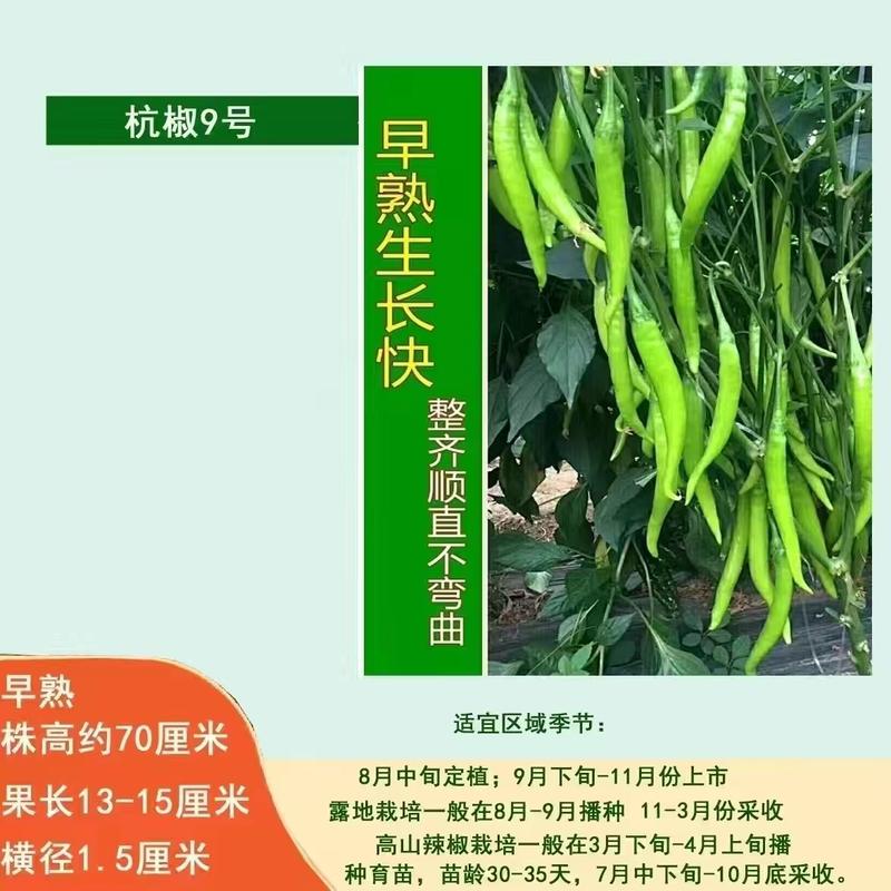杭椒9号菜椒种子早熟春秋栽培果长13-15厘米辣味浓