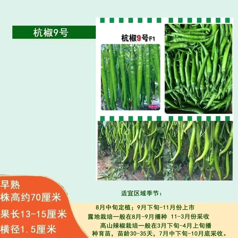 杭椒9号菜椒种子早熟春秋栽培果长13-15厘米辣味浓
