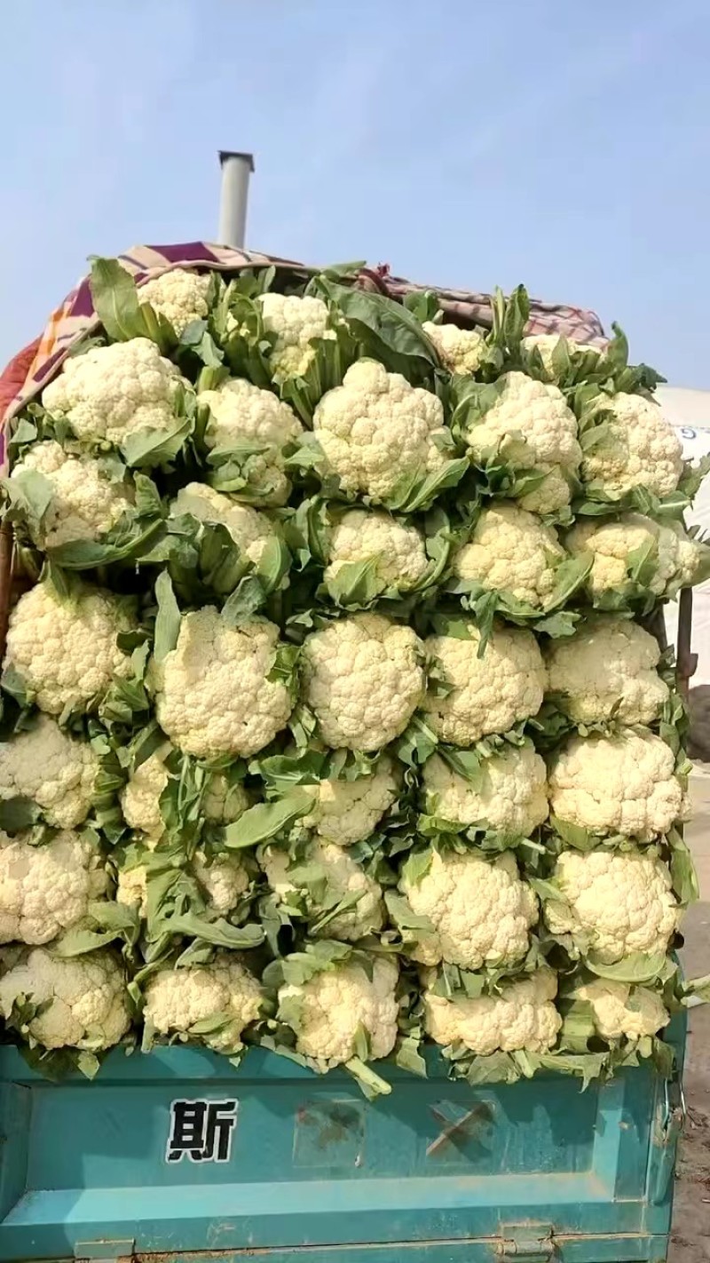 菜花精品有机松花菜白面青梗散花货源足质量好代收代发