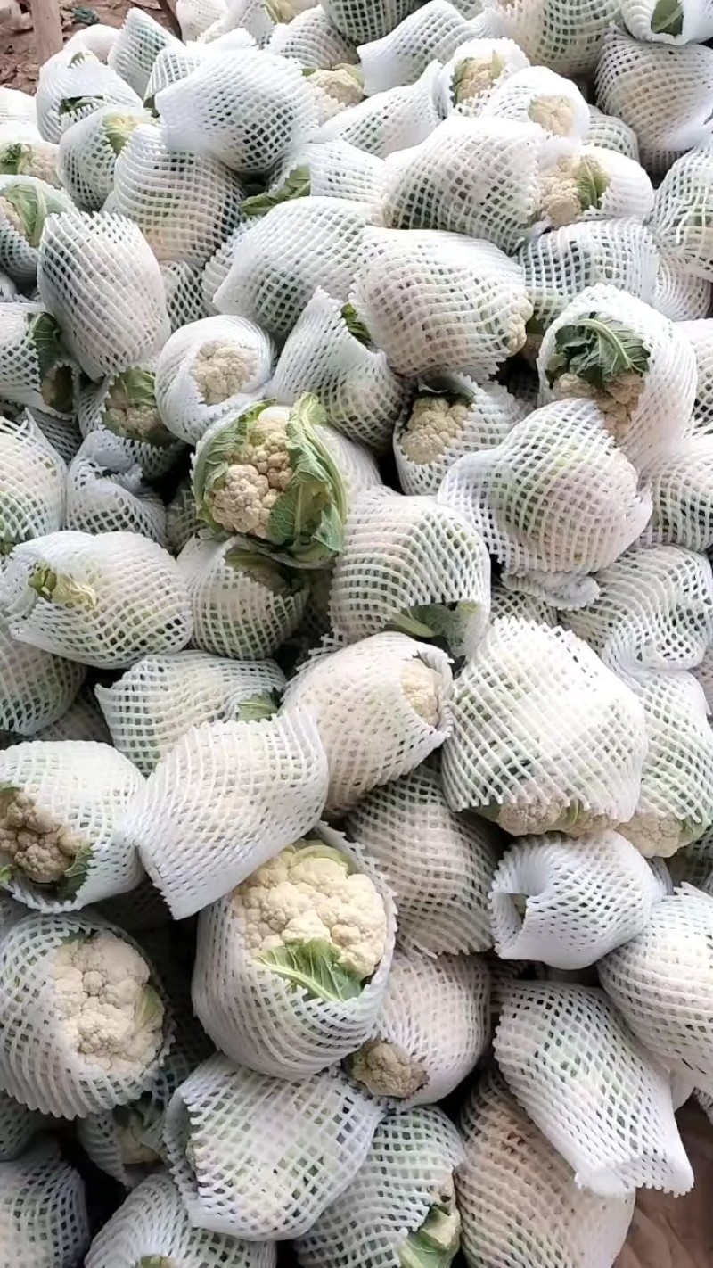 菜花精品有机松花菜白面青梗散花货源足质量好代收代发