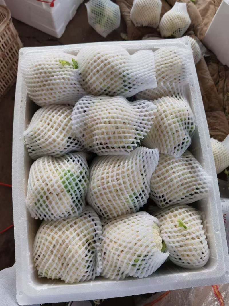 菜花精品有机松花菜白面青梗散花货源足质量好代收代发