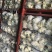 菜花精品有机松花菜白面青梗散花货源足质量好代收代发