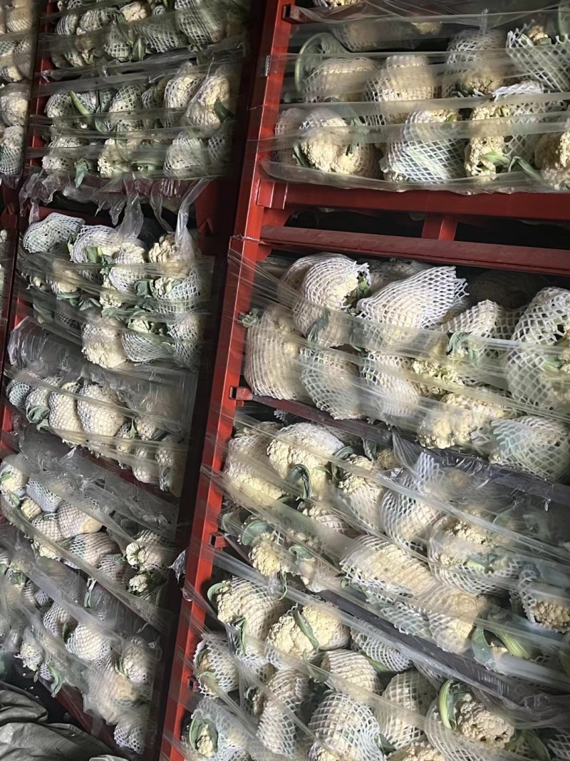 菜花精品有机松花菜白面青梗散花货源足质量好代收代发