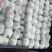 菜花精品有机松花菜白面青梗散花货源足质量好代收代发