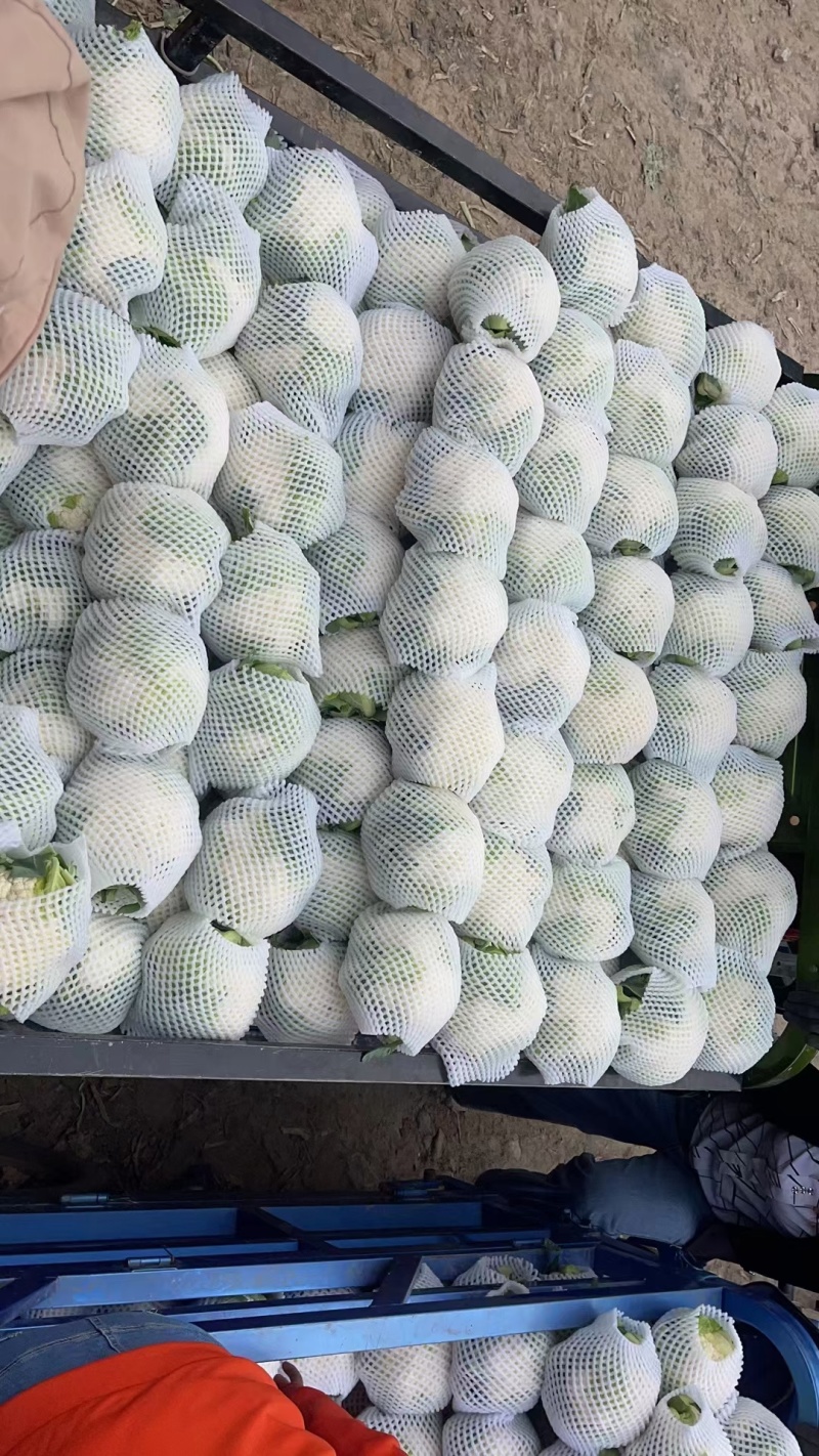 菜花精品有机松花菜白面青梗散花货源足质量好代收代发