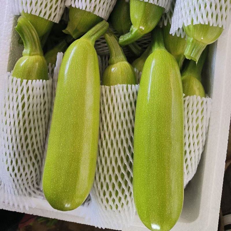 精品西葫芦绿皮西葫芦碧玉西葫芦商超配菜服务品种齐