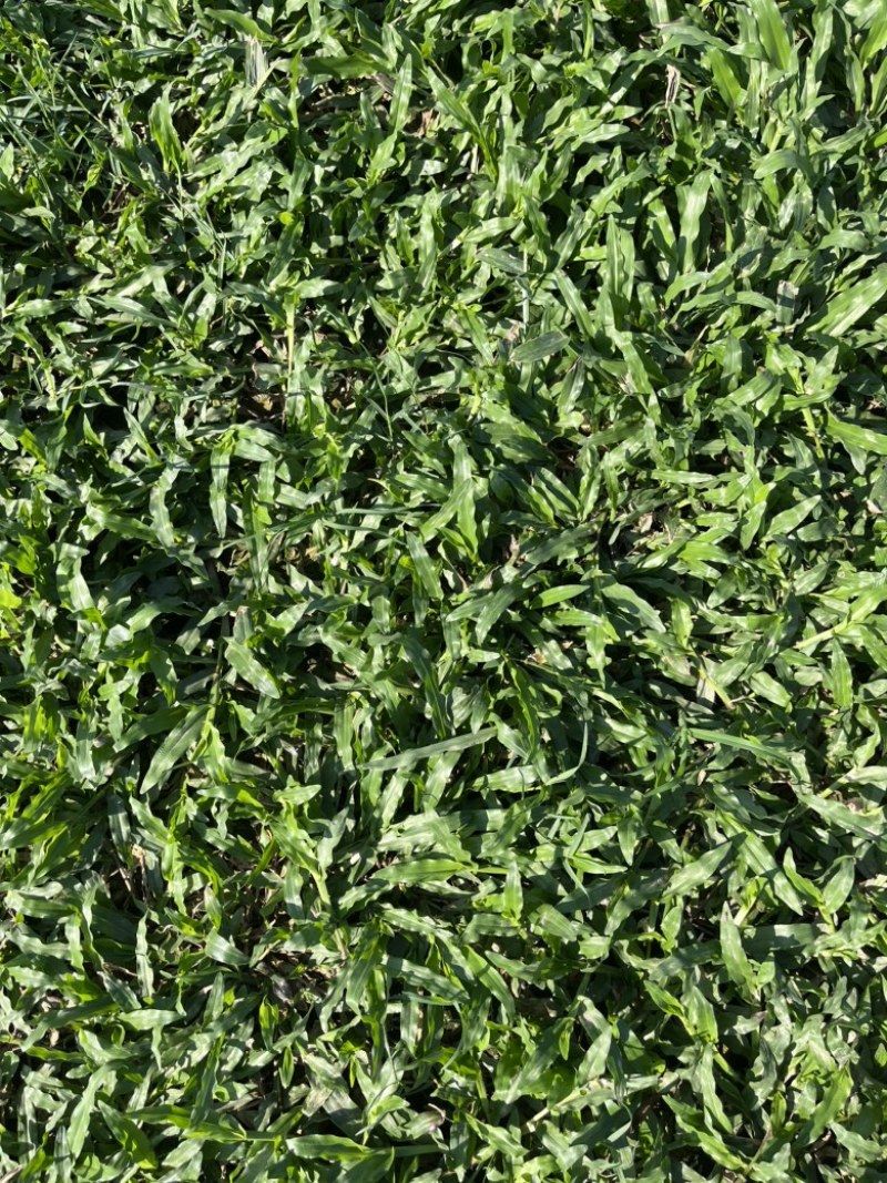 绿化草皮