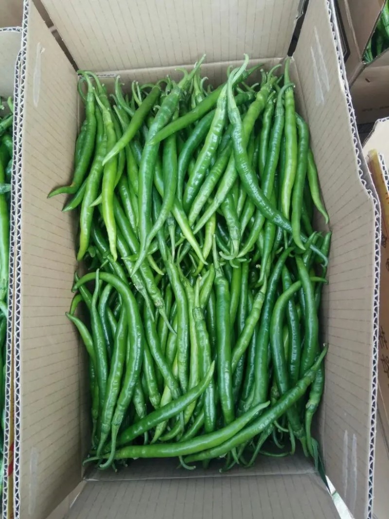 鲜辣椒黄皮尖椒菜椒线椒品种全货源足商超配菜服务