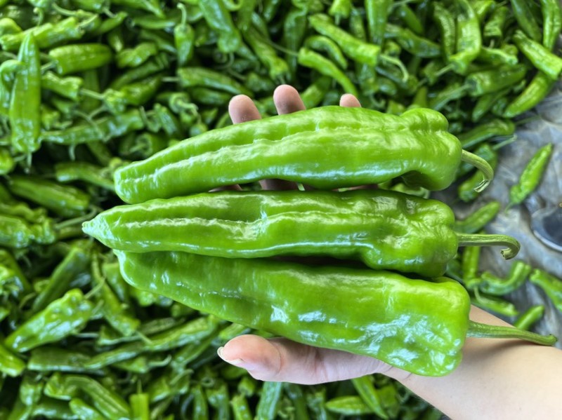 鲜辣椒黄皮尖椒菜椒线椒品种全货源足商超配菜服务