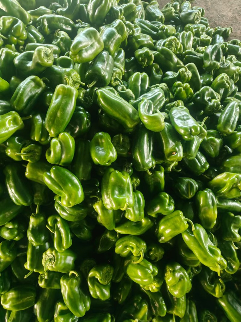 鲜辣椒黄皮尖椒菜椒线椒品种全货源足商超配菜服务