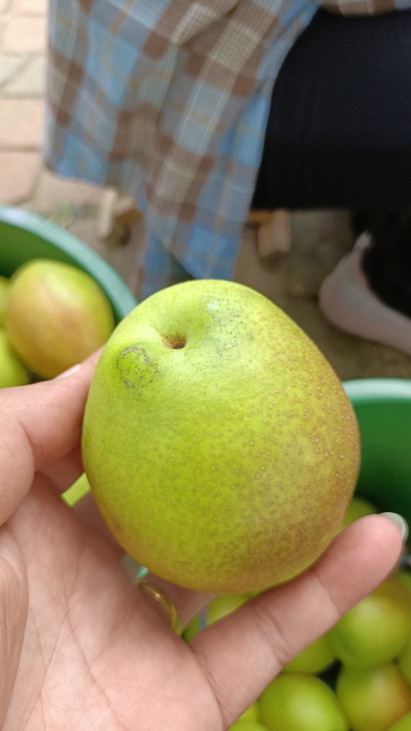 大荔红香酥脆甜可口