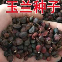 玉兰树种子白玉兰种子紫玉兰种子广玉兰种子黄玉兰种子行道树