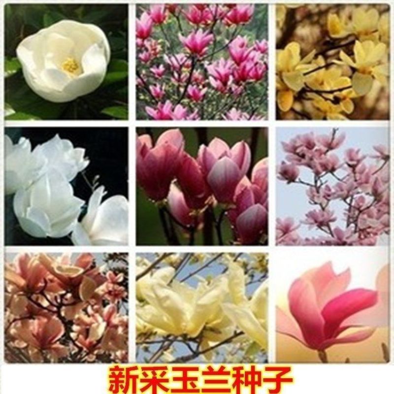 玉兰树种子白玉兰种子紫玉兰种子广玉兰种子黄玉兰种子行道树