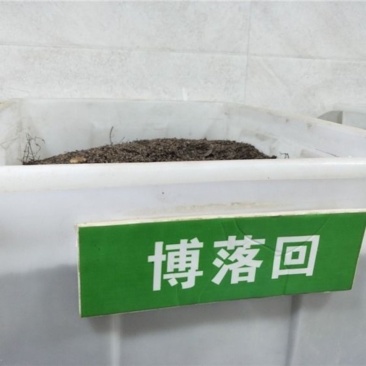 博落回种子勃逻回勃勒回菠萝筒大叶莲三钱三筒梗种