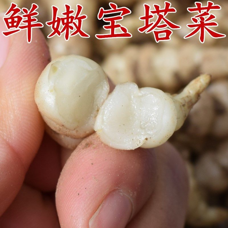 2024新鲜螺丝菜脆嫩宝塔菜地牯牛蔬菜地蚕甘露子地坏菜现