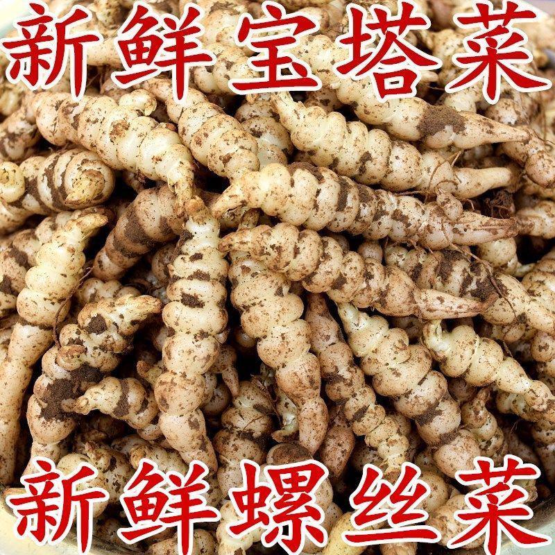 2024新鲜螺丝菜脆嫩宝塔菜地牯牛蔬菜地蚕甘露子地坏菜现