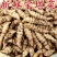 2024新鲜螺丝菜脆嫩宝塔菜地牯牛蔬菜地蚕甘露子地坏菜现