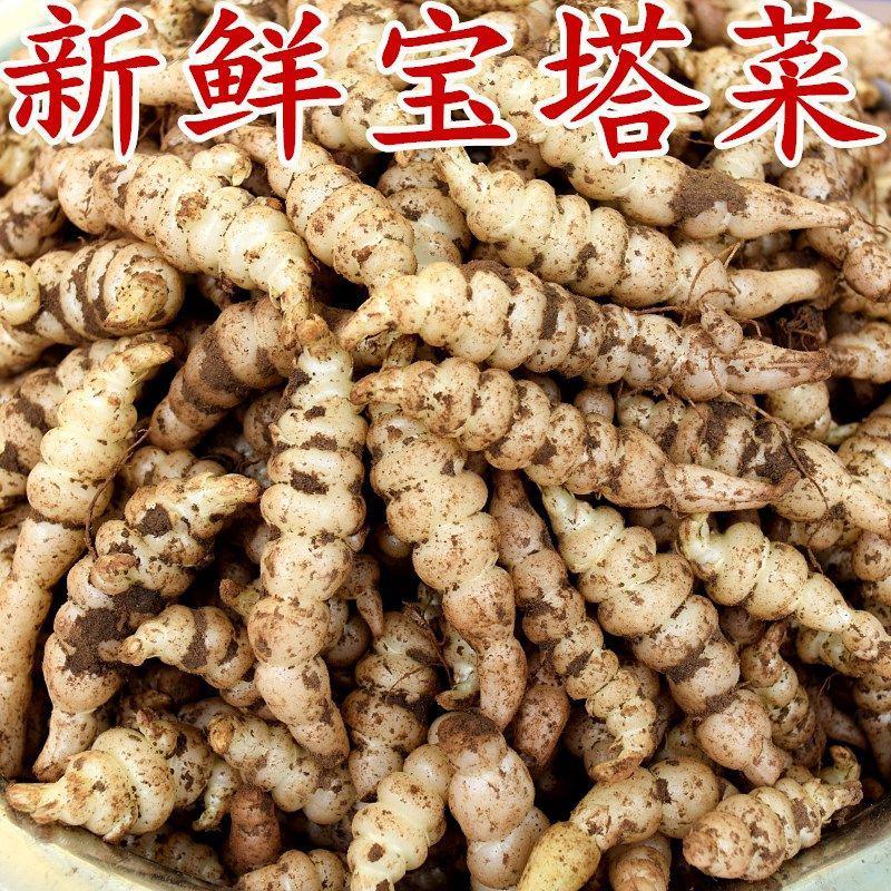 2024新鲜螺丝菜脆嫩宝塔菜地牯牛蔬菜地蚕甘露子地坏菜现