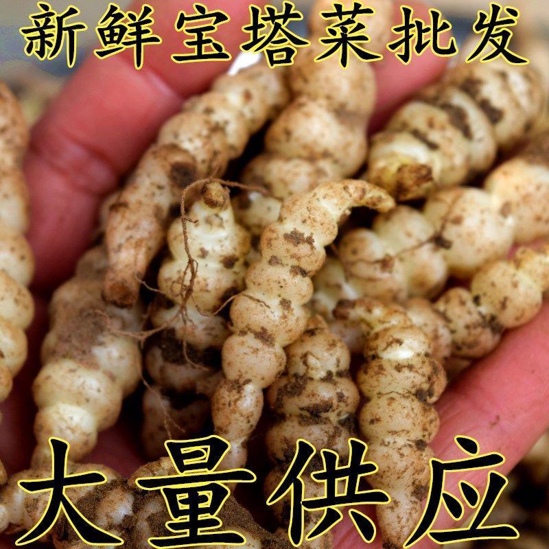2024新鲜螺丝菜脆嫩宝塔菜地牯牛蔬菜地蚕甘露子地坏菜现