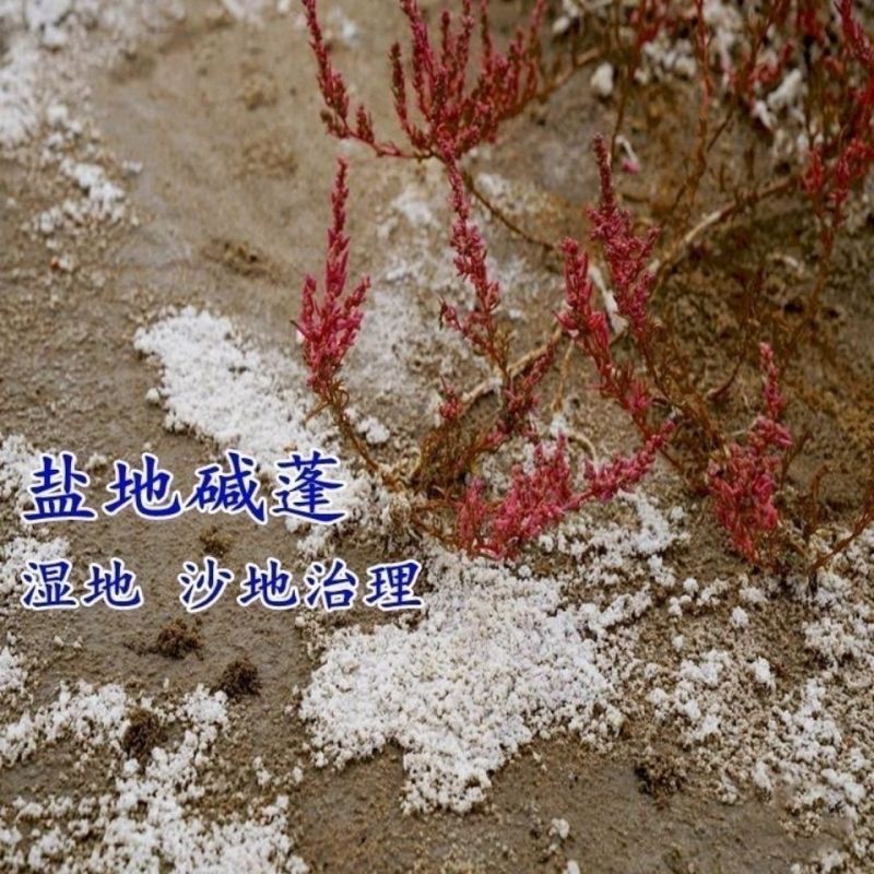 碱蓬草种子盐地碱蓬土壤改善沙地荒地耐盐碱治理护坡