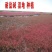 碱蓬草种子盐地碱蓬土壤改善沙地荒地耐盐碱治理护坡